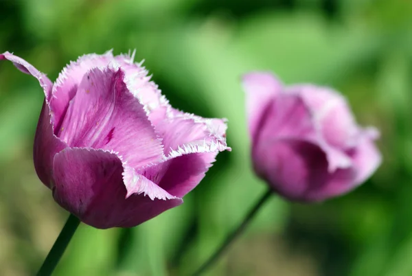 stock image Red tulip