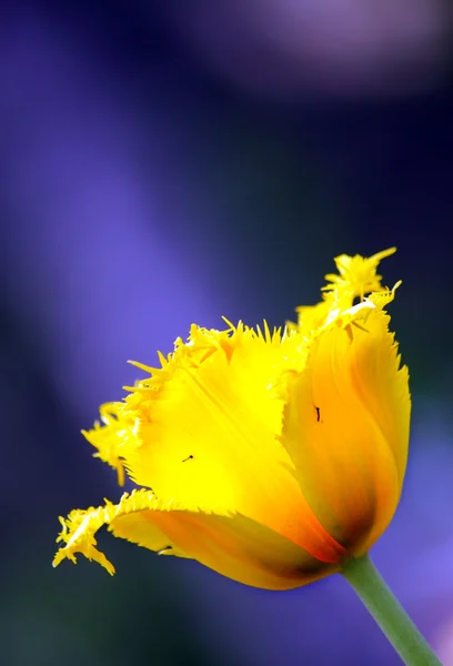 Gul tulipan – stockfoto