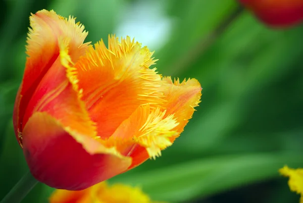 stock image Red tulip