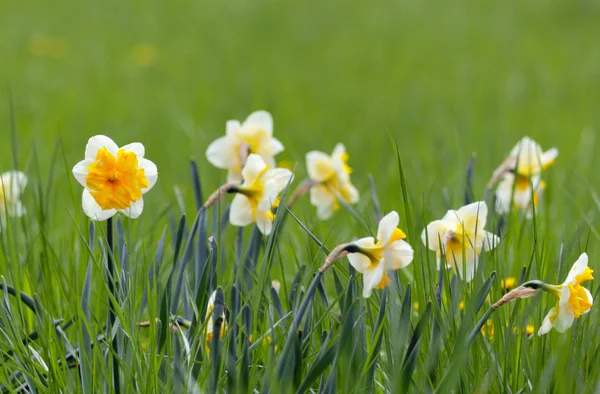 stock image Narcissus in the grass