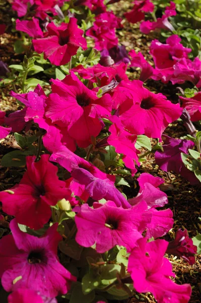 Petúnias rosa brilhante — Fotografia de Stock