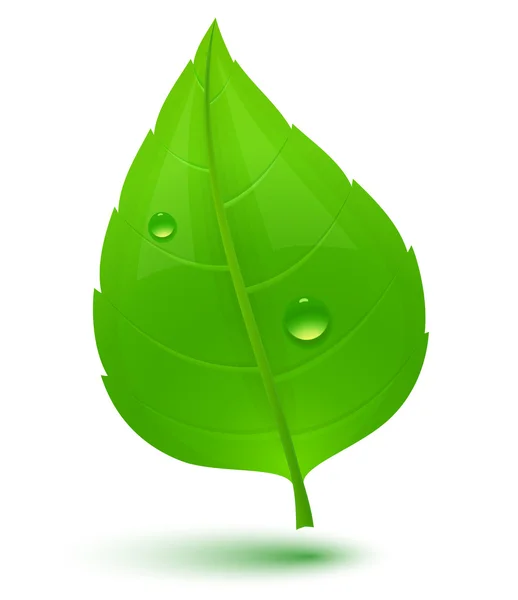 Yeşil yaprak ve su damlaları — Stok Vektör