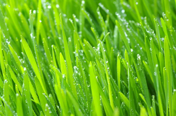 Arka planı yeşil çim — Stok fotoğraf