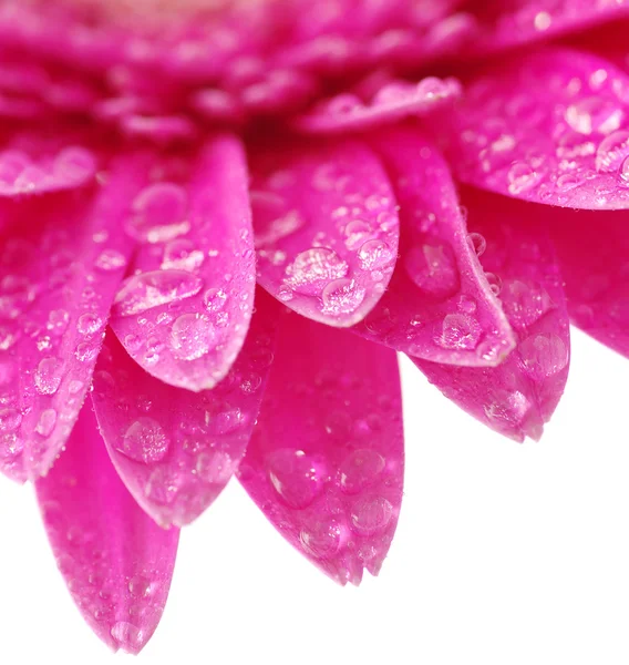 Ζέρμπερες λουλούδι — Φωτογραφία Αρχείου