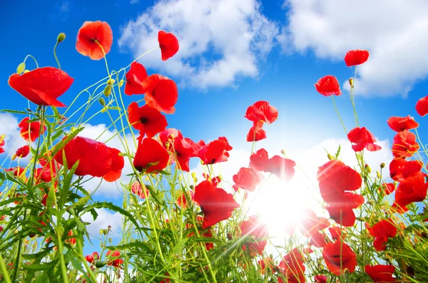 Poppies in sunny day — Stock Photo, Image