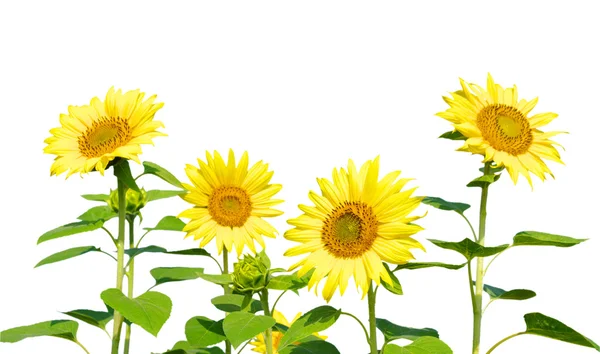 stock image Yellow sunflower