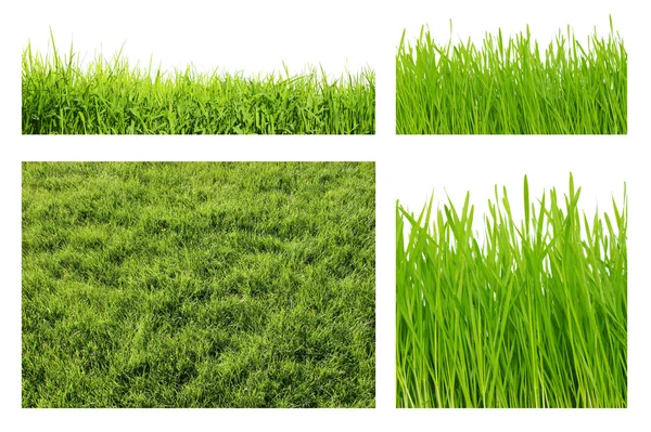 Typen van groen gras — Stockfoto