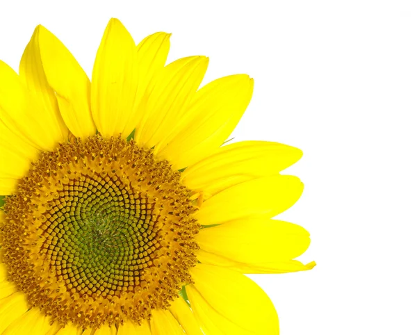 stock image Sunflower