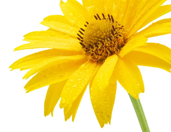 Yellow daisy flower — Stock Photo, Image