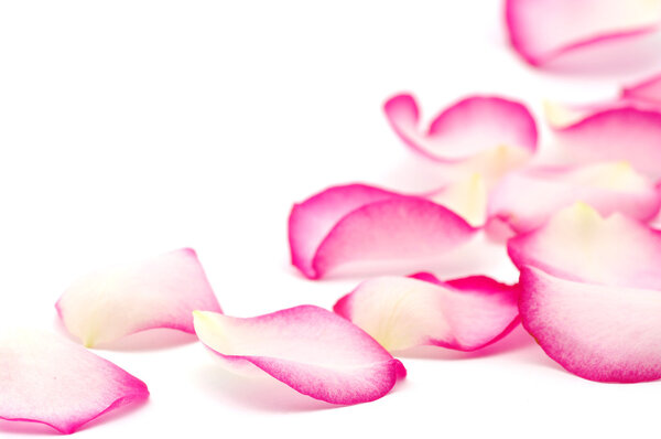 Pink rose petals isolated on white