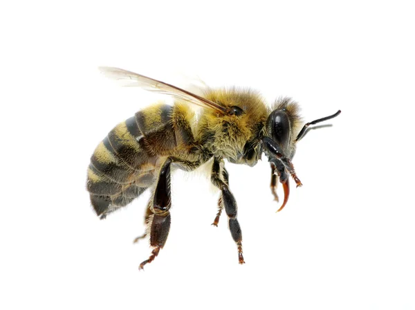 Méhek a fehér — Stock Fotó