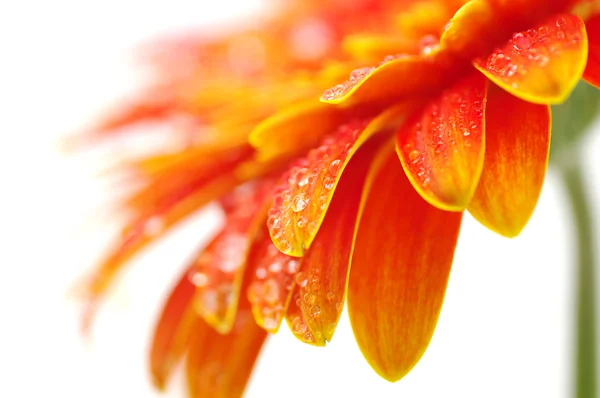 オレンジのガーベラ — ストック写真
