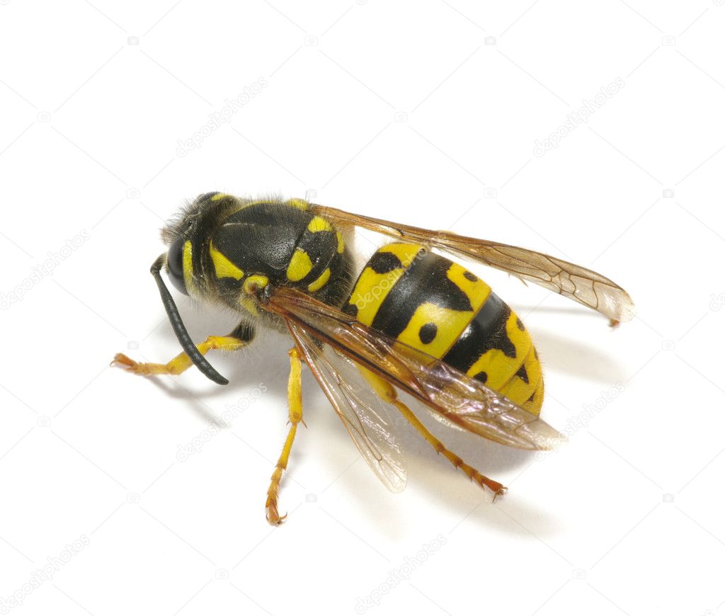 Wasp on white