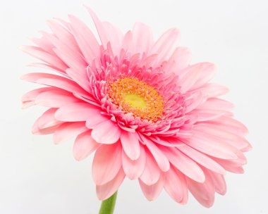 pembe gerbera