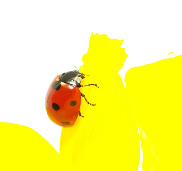 Ladybug на цветок — стоковое фото