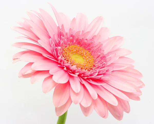 stock image Pink gerbera