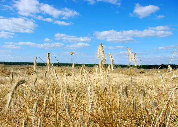 stock image Golden wheat