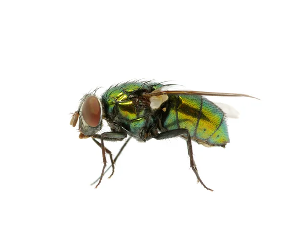 Grüne Fliege — Stockfoto