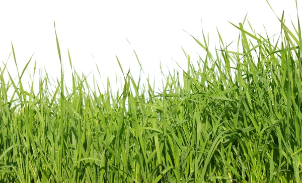 Green grass — Stock Photo, Image