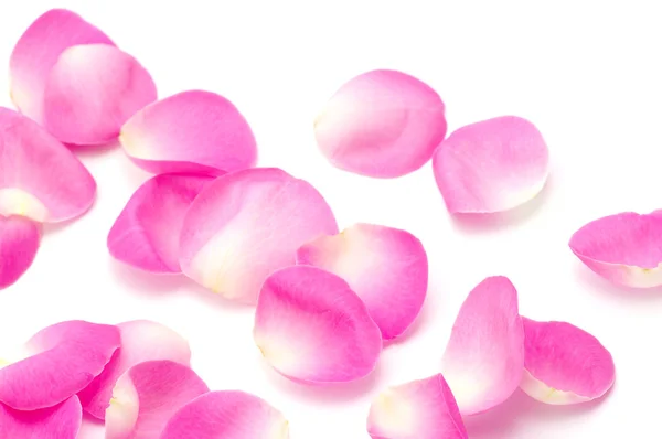 Rózsaszín rózsaszirmok — Stock Fotó