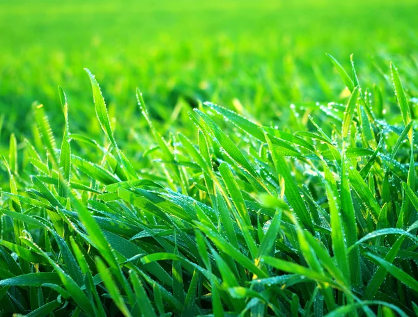 背景の緑の芝生 — ストック写真