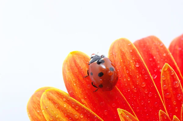 stock image Ladybug