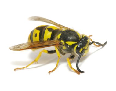 Wasp on white clipart