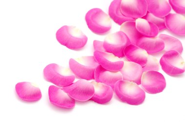 pembe gül yaprakları