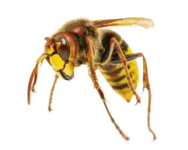 Eşek arısı