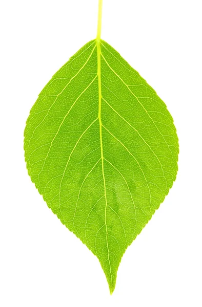 Leaf on a white — Stock Photo, Image