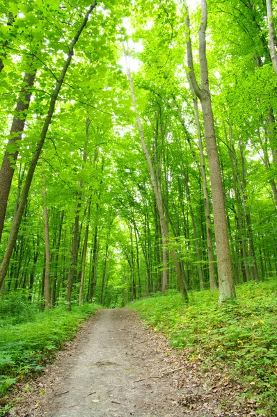 Зеленый лес — стоковое фото