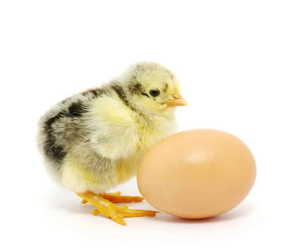 鸡和鸡蛋 — 图库照片