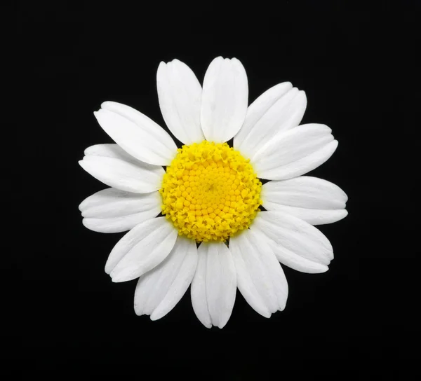 stock image Daisy on black