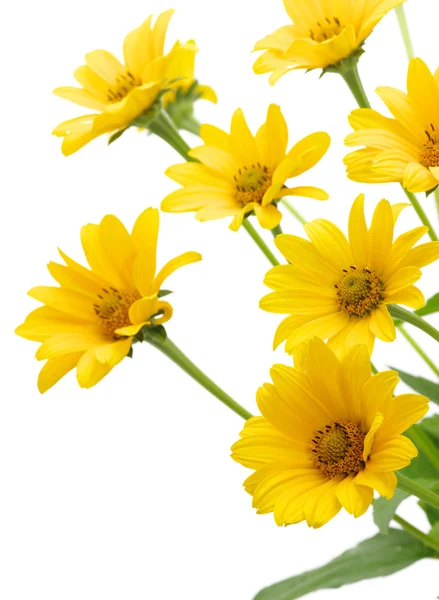 Gelbes Gänseblümchen — Stockfoto