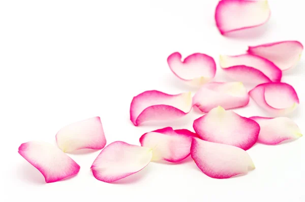 Petali di rosa — Foto Stock