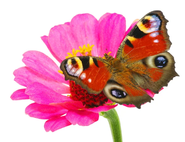 Motýl a květina — Stock fotografie