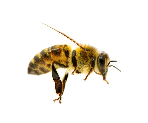 Včela na bílém pozadí — Stock fotografie