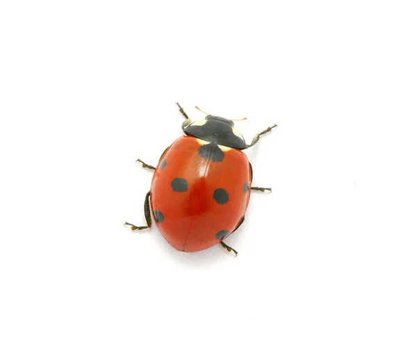 Ladybug on the white — Stock Photo, Image