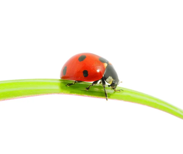 Ladybug on a green leaf Royalty Free Stock Images