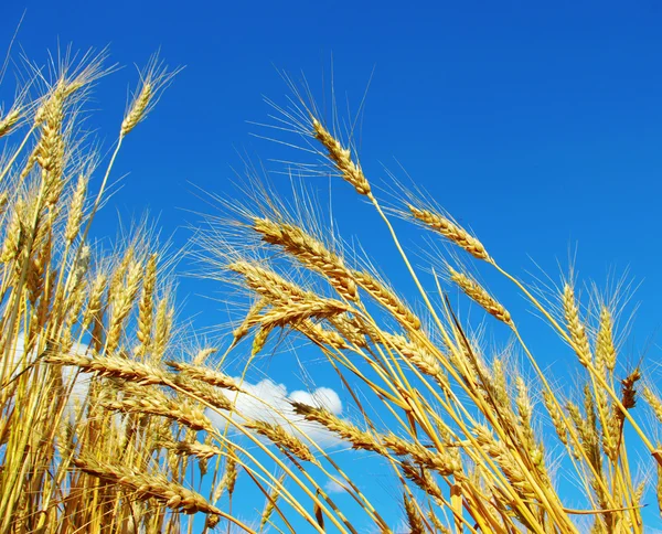 Wheat on sky Stock Photo
