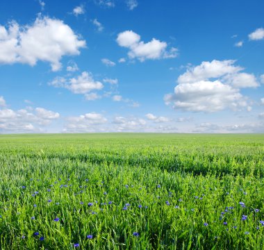 Field and sky clipart