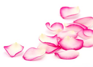 Pink rose petals clipart