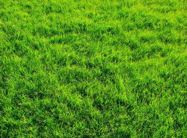 Groene gazon — Stockfoto