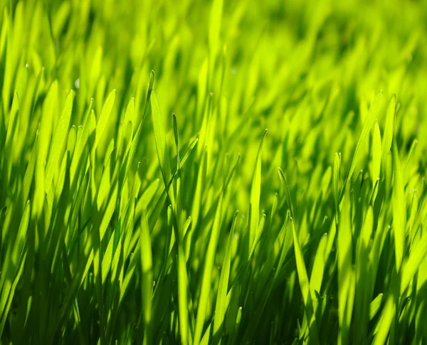 Фон зелений газон — стокове фото