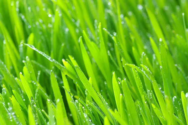 Pozadí zelený trávník — Stock fotografie