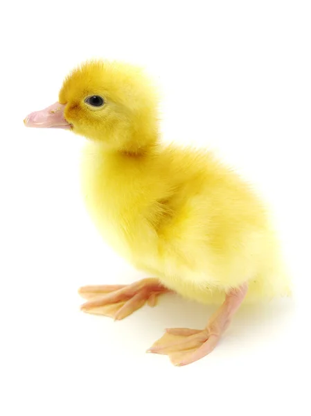 Pato amarelo — Fotografia de Stock