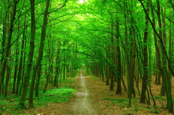 stock image Forest