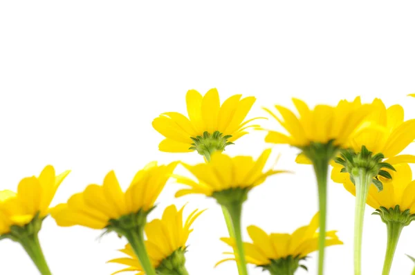 Žluté sedmikrásky květin — Stock fotografie