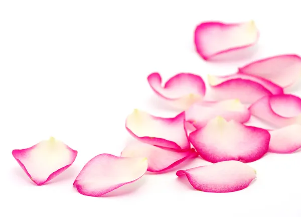 Pétales de rose rose — Photo