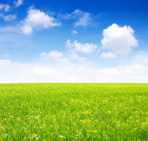 Field and white clouds — Stock Photo, Image